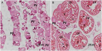 Transcriptomic analysis provides new insights into the secondary follicle growth in spotted scat (Scatophagus argus)